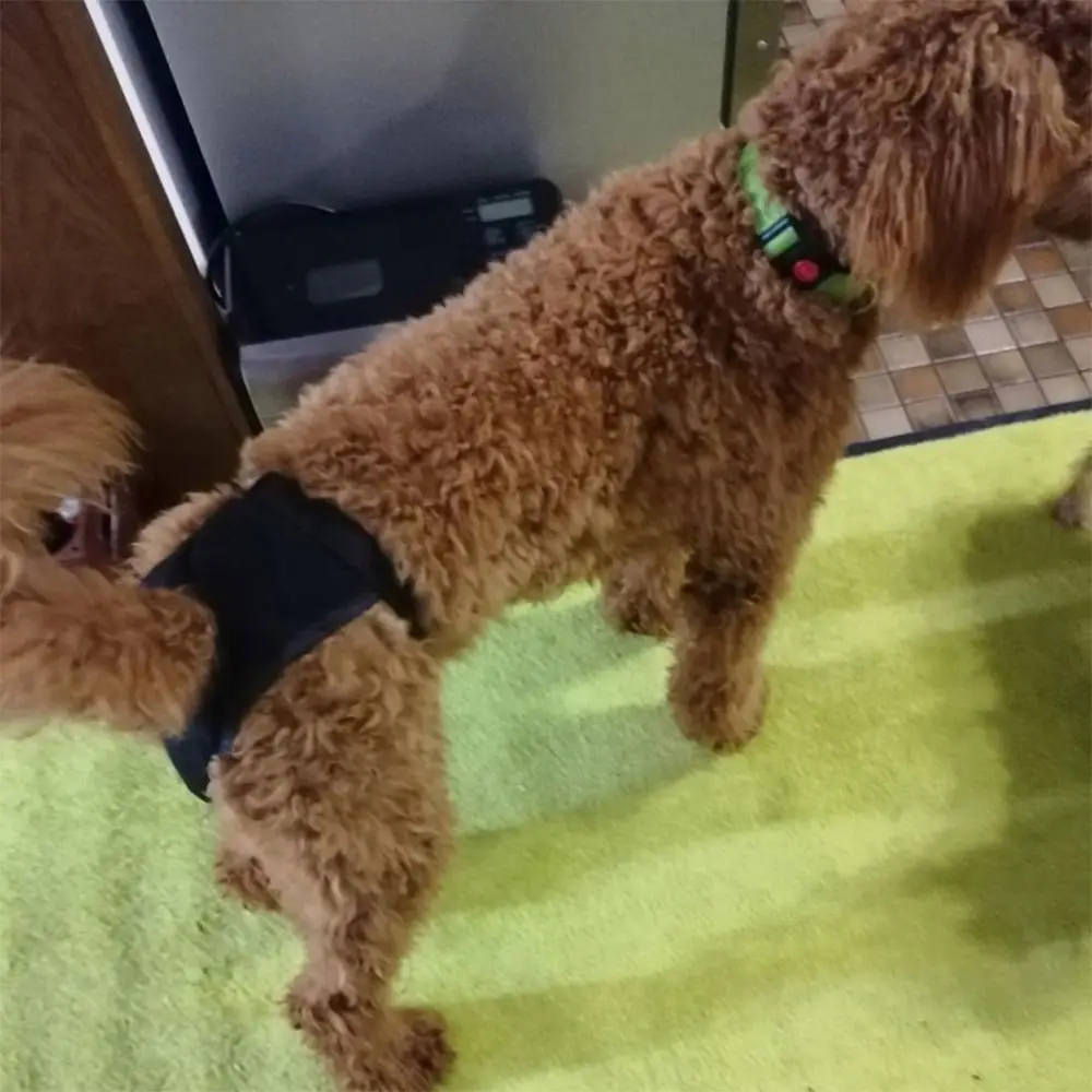 With 3 Cotton Pads Female Dog Panties Easy To Wear Washable Dog Physiological Nappies Breathable Adjustable