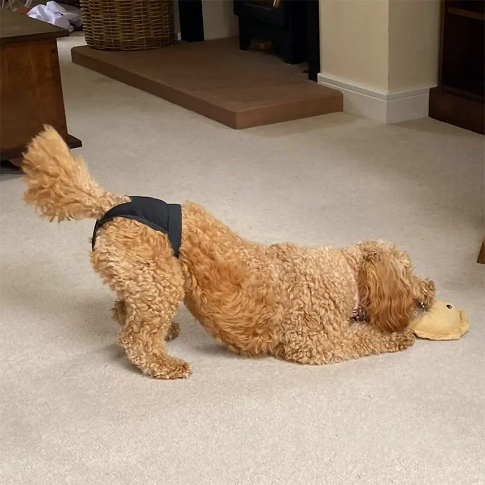 With 3 Cotton Pads Female Dog Panties Easy To Wear Washable Dog Physiological Nappies Breathable Adjustable