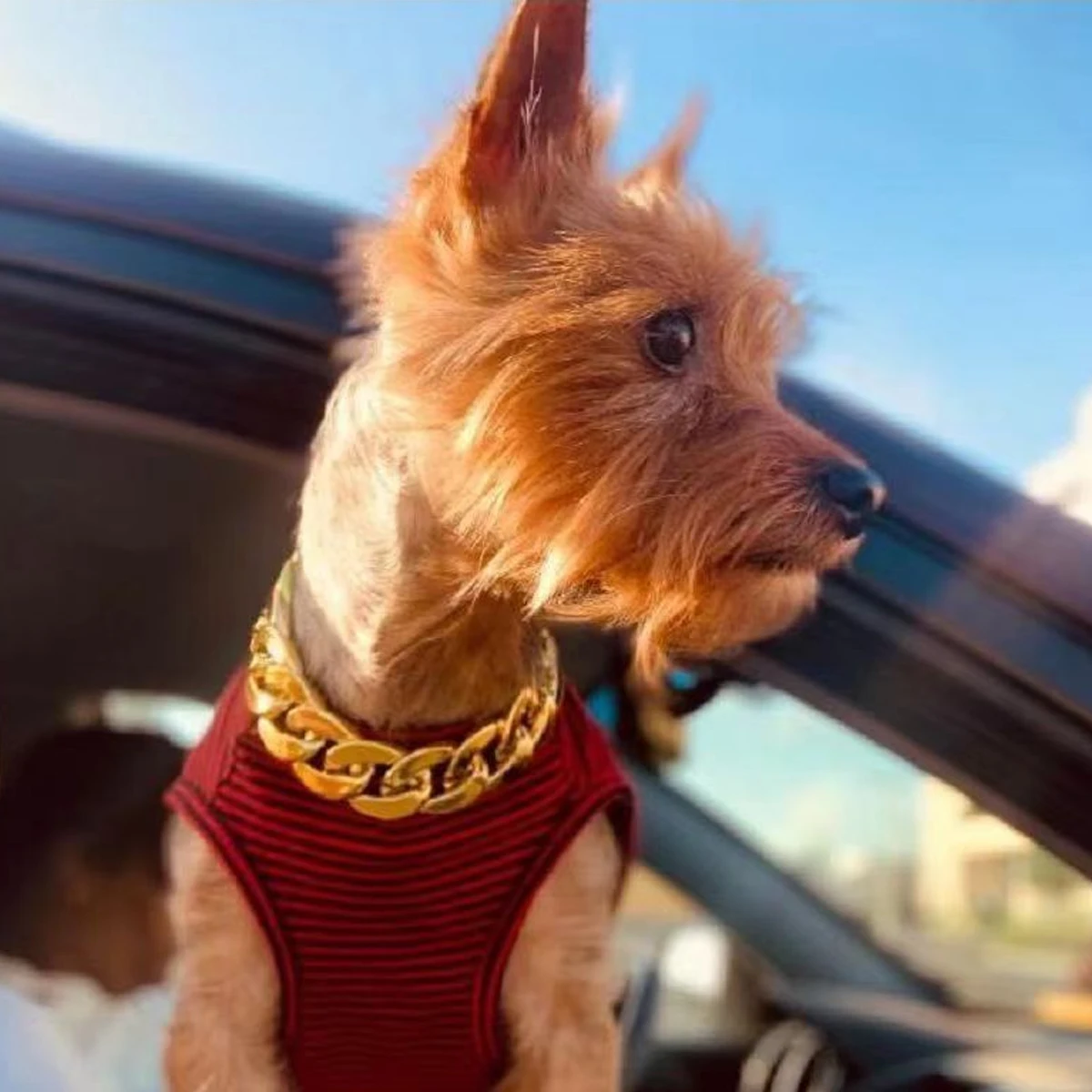 Pet Big Gold Chain Collar Adjustable Premium Dog Necklace & Cat Collar For High-End Aesthetic Richer Style Decorations Collar
