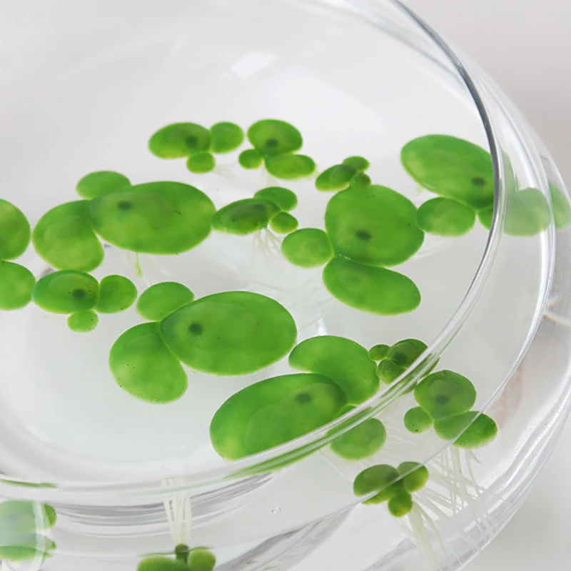 Aquarium Fish Tank Garden Water Decor 18pcs/Set Artificial Floating Duckweed with Roots