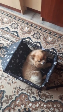 Pet Dog Car Carrier Seat Bag Waterproof Basket Folding Hammock Pet Carriers Bag For Small Cat Dogs Safety Travelling Mesh