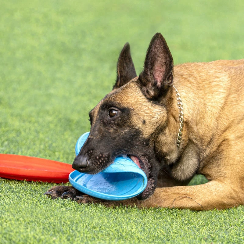 Dog Flying Disc Silicone Game Flying Discs Non-Slip Soft Anti-Chew Dog Toy Puppy Training Interactive Dog Supplies 15/19/23cm