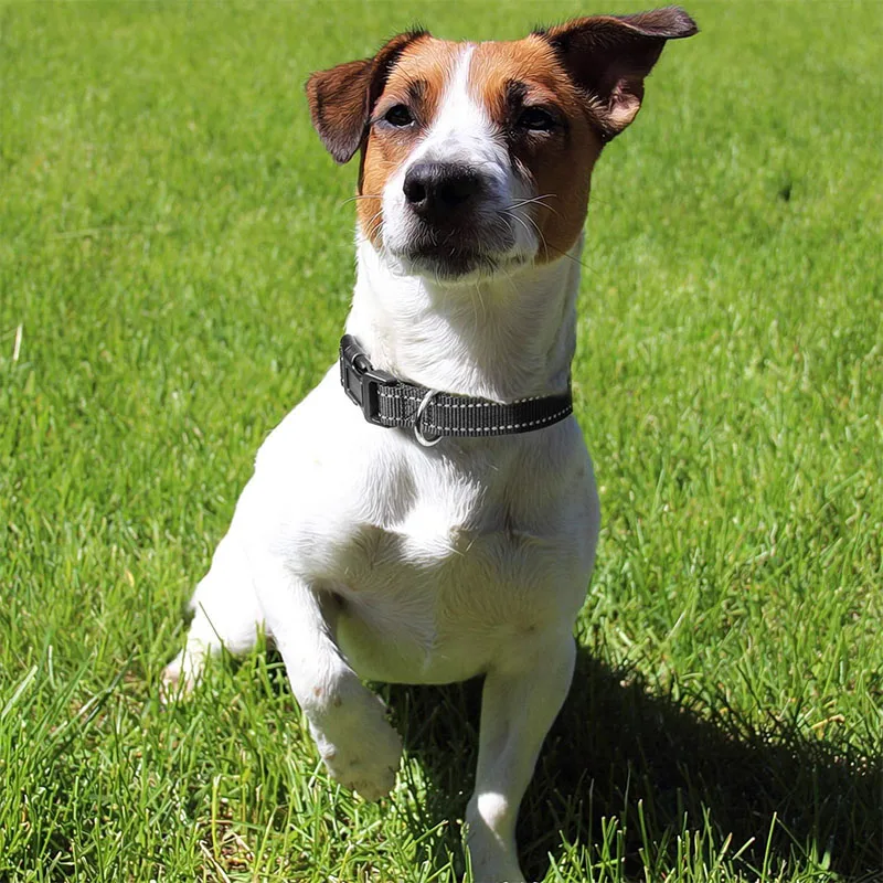 1PC Reflective Dog Collar with Buckle Adjustable Safety Nylon Collars for Small Medium Large Dogs