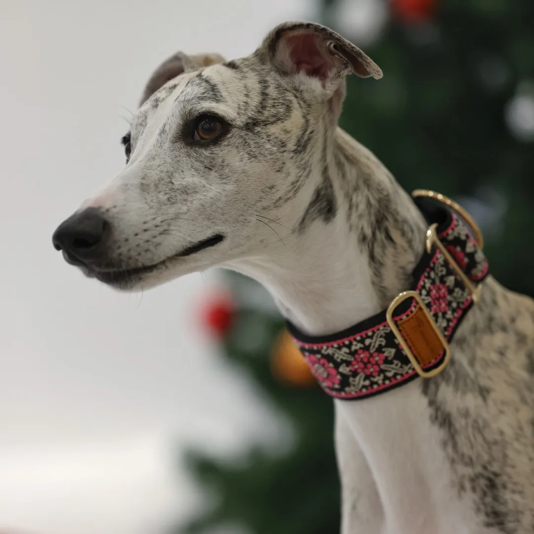 Martingale Dog Collar Hens / Greyhound Collar/ Iggy Collar/ Lurcher Collar/ Whippet Collar/ Galgo Collar