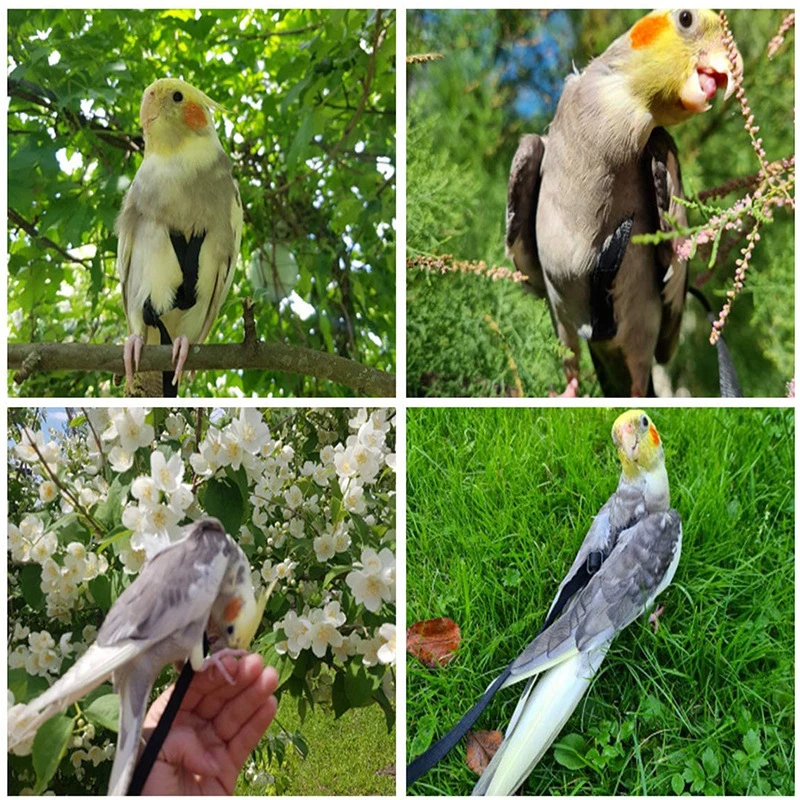 Parrot Bird Harness Leash Outdoor Activities Flying Traction Straps Band Flying Rope For Small Parakeets Cockatiels Bird NEW