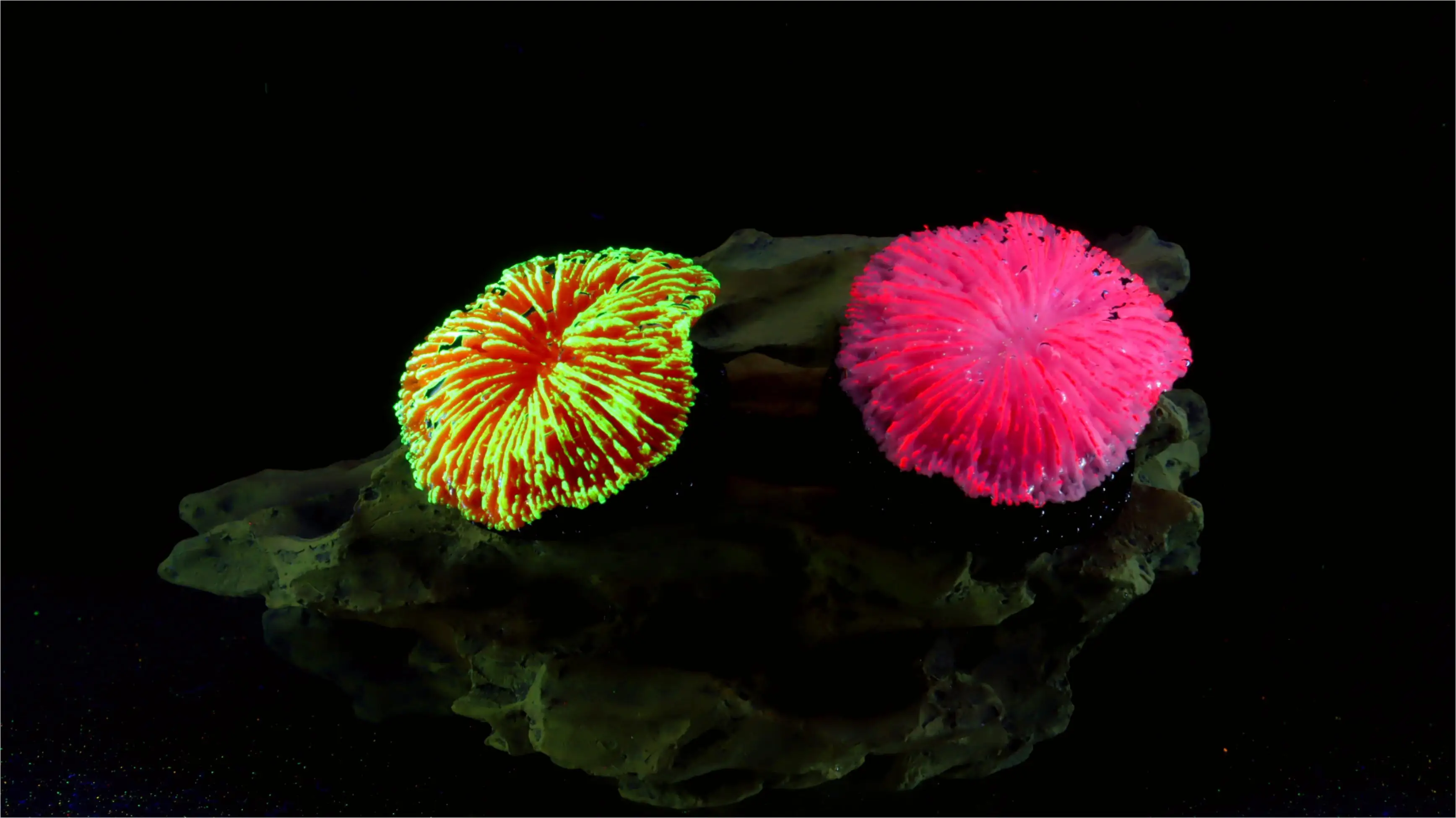 1 Piece Aquarium Decoration Saw Coral, Mini Fluorescent Coral, Fish Tank Landscaping