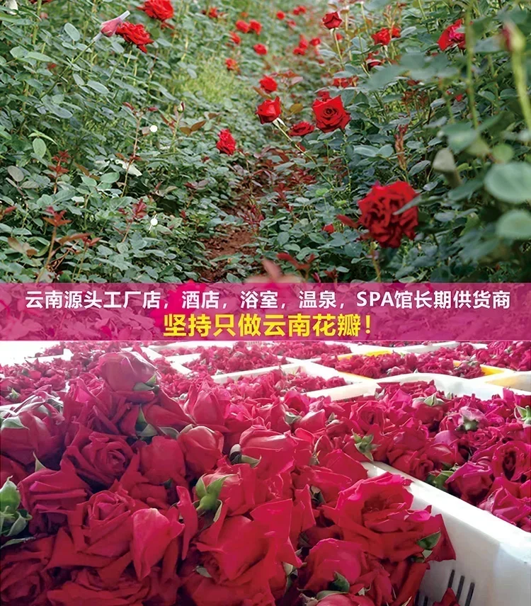 500g 2025 Fresh Rose Flowers Natural Dried Rose Petals Bath Dry Flower Petal Spa Whitening Shower Aromatherapy Bathing Supply