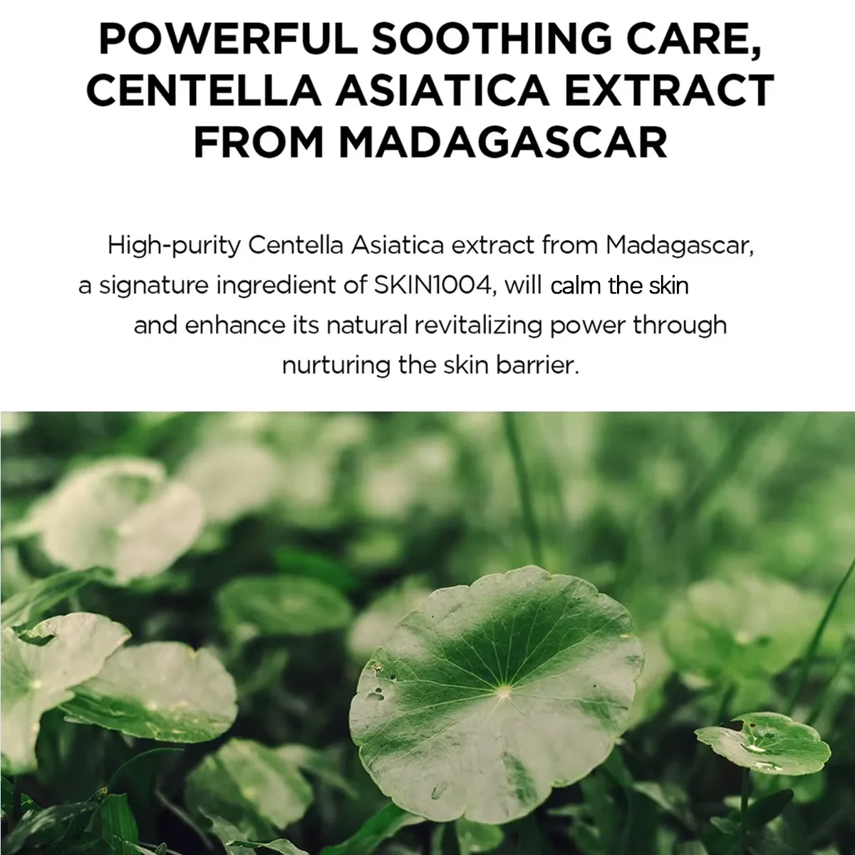 SKIN1004 Madagascar Centella Hyalu-Cica Water-Fit Sun Serum SPF50+ PA++++,Gentle,Outdoor High Protection,K-Beauty,Korean Makeup