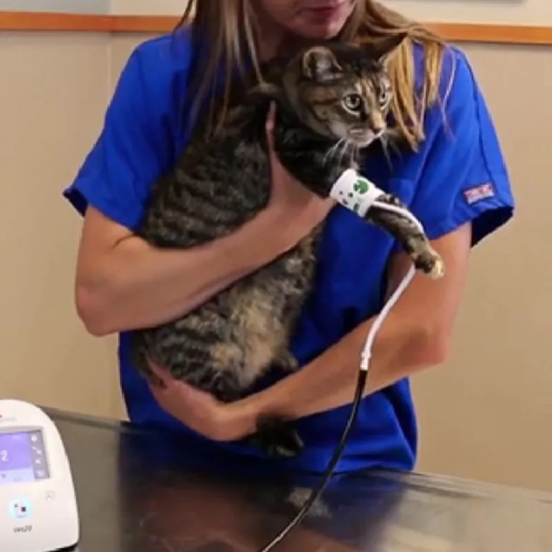Disposable Vet NIBP Pressure Cuff For Veterinary Animal Use Pet Patient Monitor Different Sizes Single Hose with Connectors