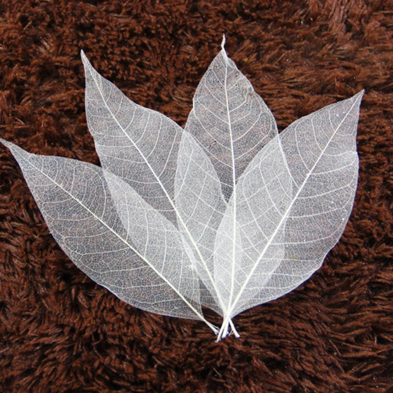 YOMDID 50Pcs /bag White Color Natural Skeleton Leaf Dry Leaves Scrapbooking Girl Diy Material for Christmas Home Decorative