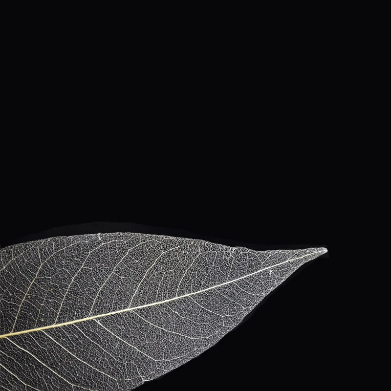 YOMDID 50Pcs /bag White Color Natural Skeleton Leaf Dry Leaves Scrapbooking Girl Diy Material for Christmas Home Decorative