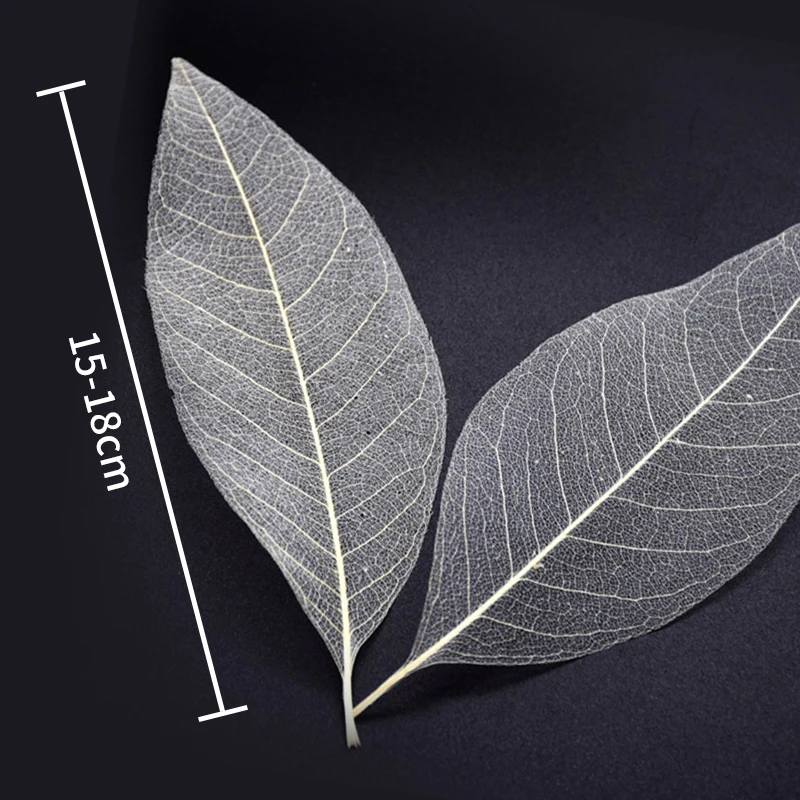 YOMDID 50Pcs /bag White Color Natural Skeleton Leaf Dry Leaves Scrapbooking Girl Diy Material for Christmas Home Decorative