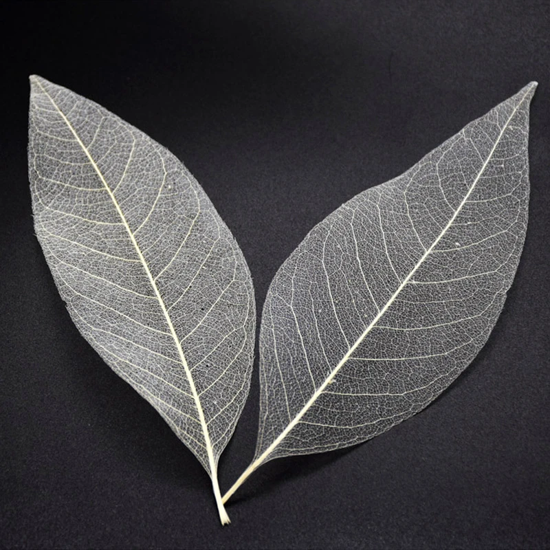 YOMDID 50Pcs /bag White Color Natural Skeleton Leaf Dry Leaves Scrapbooking Girl Diy Material for Christmas Home Decorative