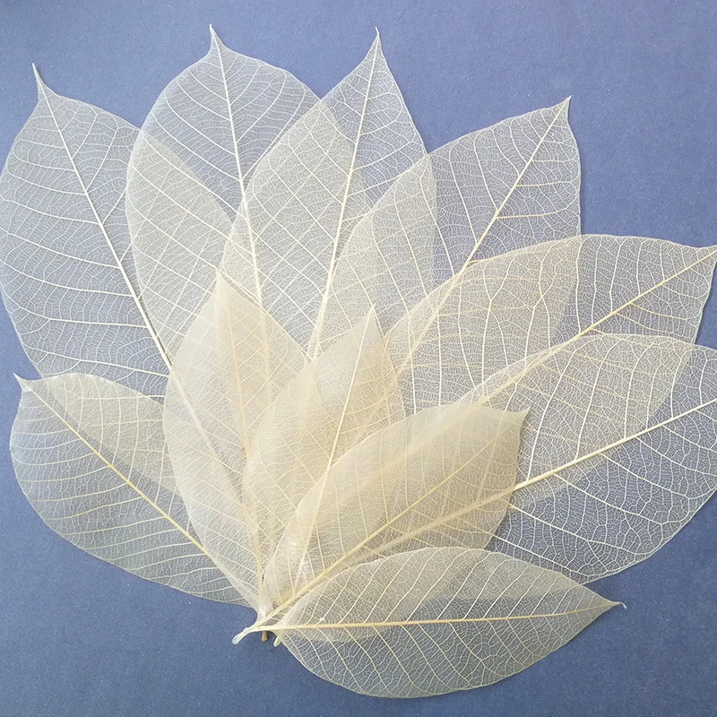 YOMDID 50Pcs /bag White Color Natural Skeleton Leaf Dry Leaves Scrapbooking Girl Diy Material for Christmas Home Decorative