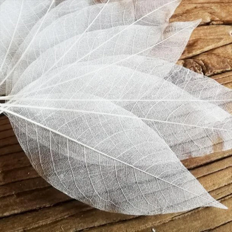 YOMDID 50Pcs /bag White Color Natural Skeleton Leaf Dry Leaves Scrapbooking Girl Diy Material for Christmas Home Decorative