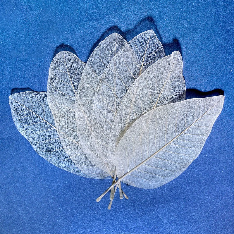 YOMDID 50Pcs /bag White Color Natural Skeleton Leaf Dry Leaves Scrapbooking Girl Diy Material for Christmas Home Decorative