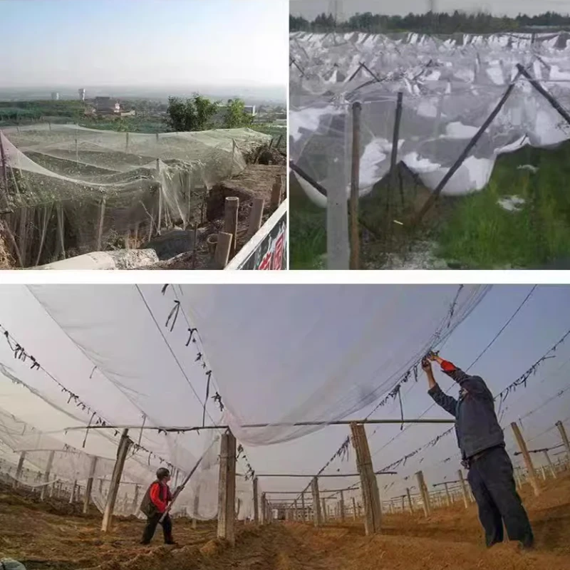 Orchard Anti Hail Net Fish Pond Anti Bird Net Goji Berry Cherry Grape Net Greenhouse Hail Net Locust and Debris Protection