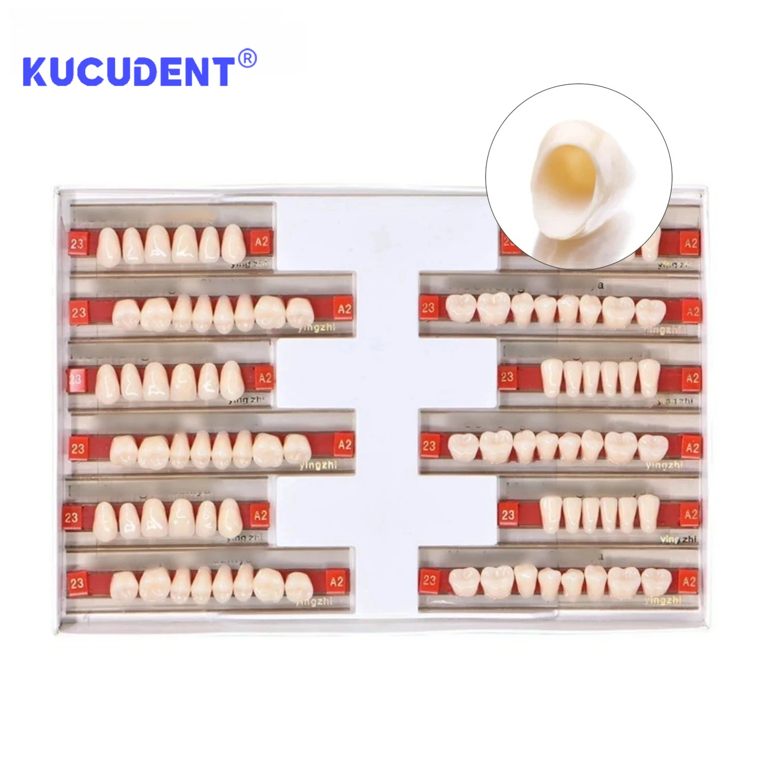 84 Pcs/Set Dental Acrylic Resin Teeth - Full Upper & Lower Denture Set A1/A2/A3 Shades for Dentists Lab | S/M/L Sizes