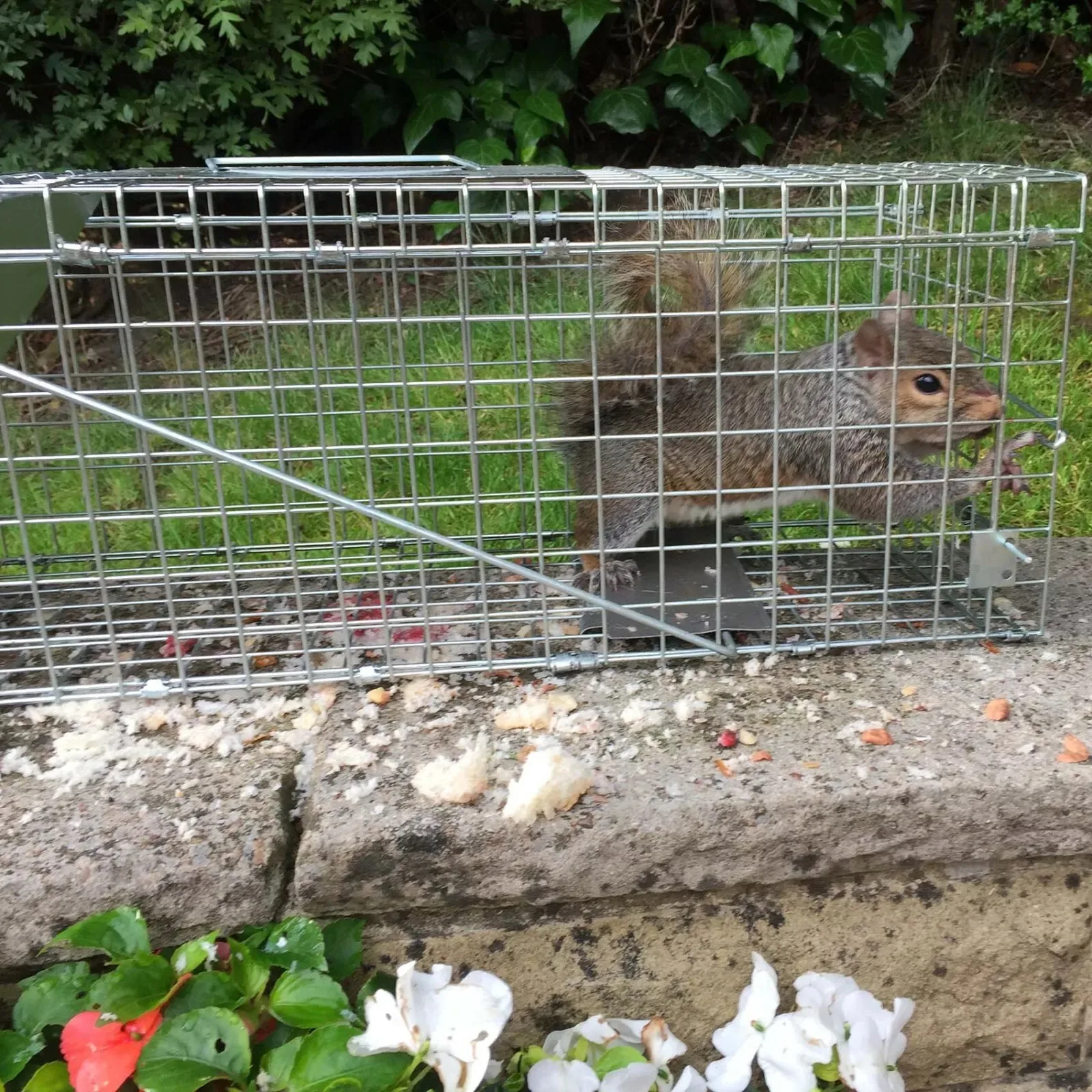 Animal Trap Cage Mousetrap Safe Firm Iron Net,Household Catcher Mouse,For  Humane Rat Trap,Stray Cat Foldable Catch& Animal Resc