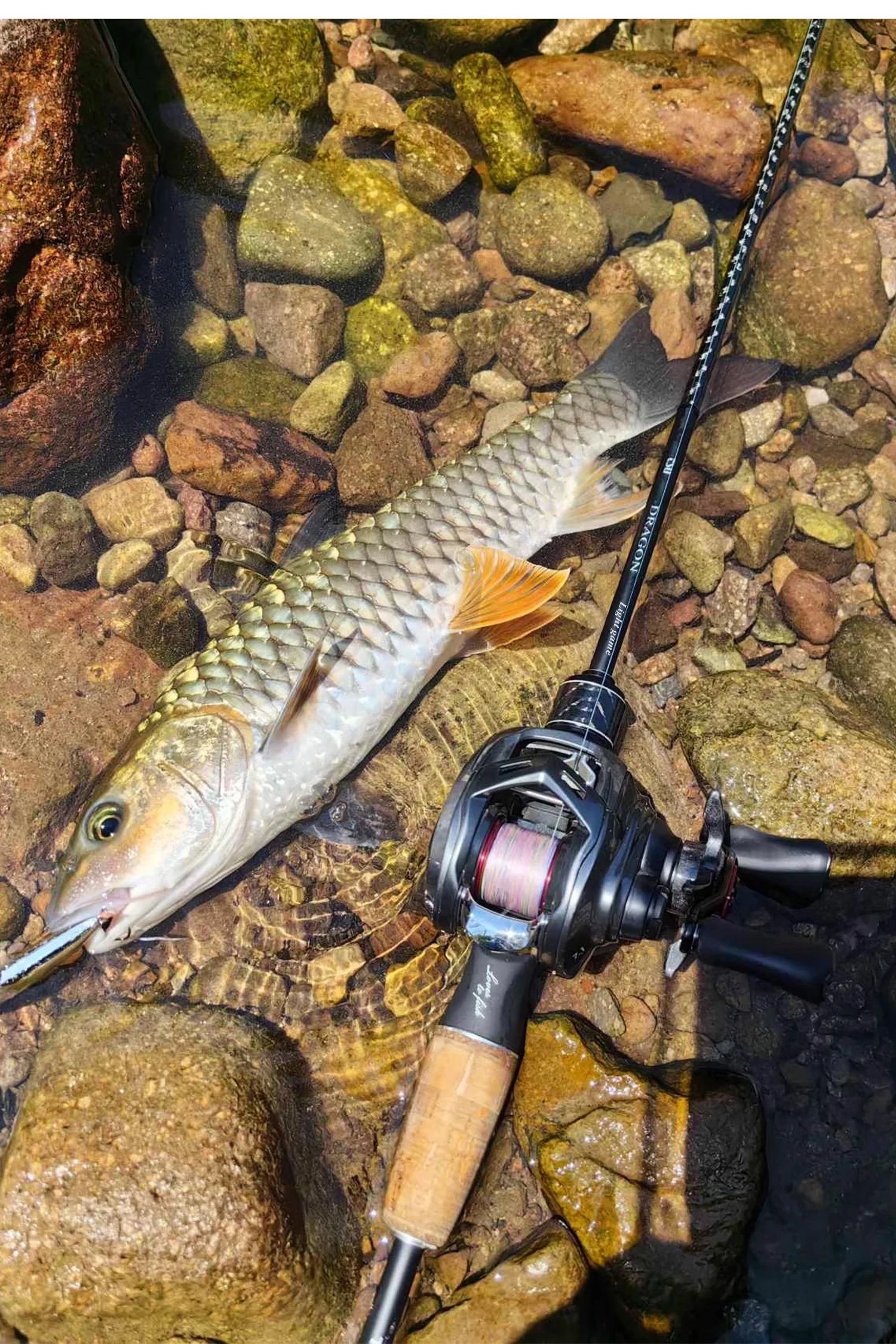 TSURINOYA Light Game Spinning Fishing Rod DRAGON 1.6m 1.8m UL Power Fast Action FUJI Guide Light Game Trout Ajing Stream Rod