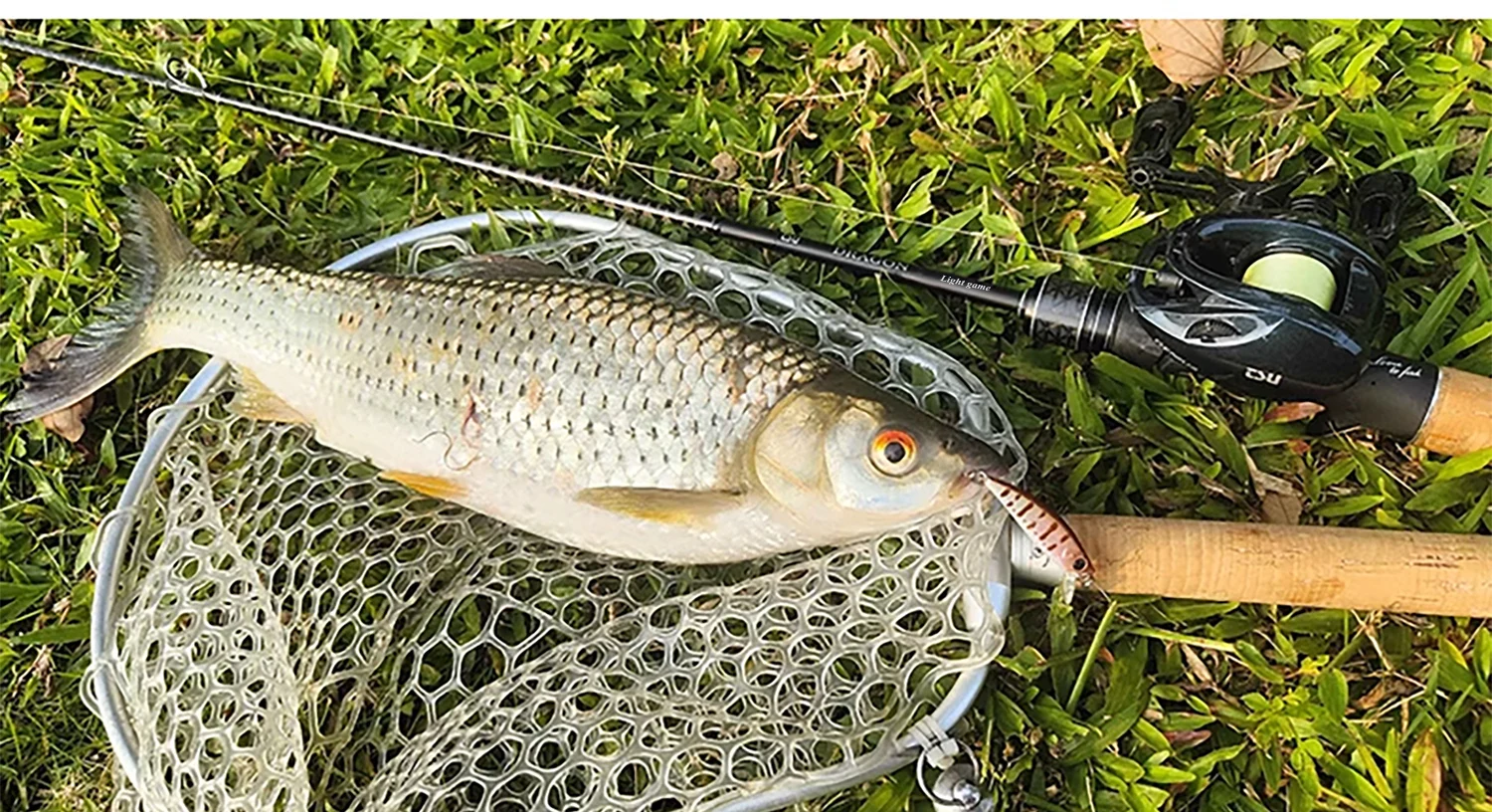 TSURINOYA Light Game Spinning Fishing Rod DRAGON 1.6m 1.8m UL Power Fast Action FUJI Guide Light Game Trout Ajing Stream Rod