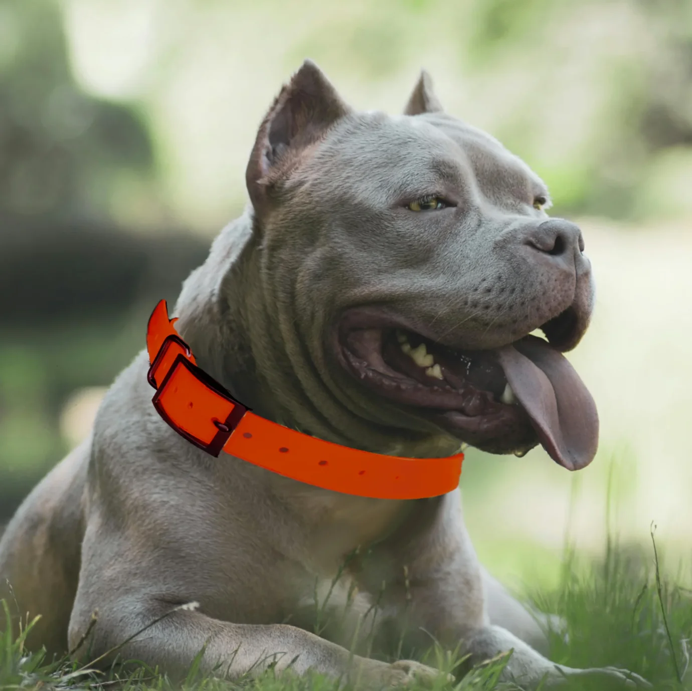 Collar Belt for Garmin Astro 220 320 DC50 T5 TT15 GPS Dog Tracking Collar Antenna Strap