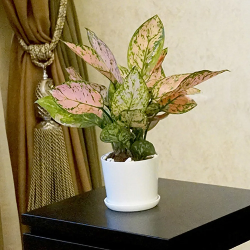 White Minimalist Polygonal Flower Pot With Tray Gardening Thickened Plastic Garden Pot Indoor Small Potted Plants Fleshy 1 Pc