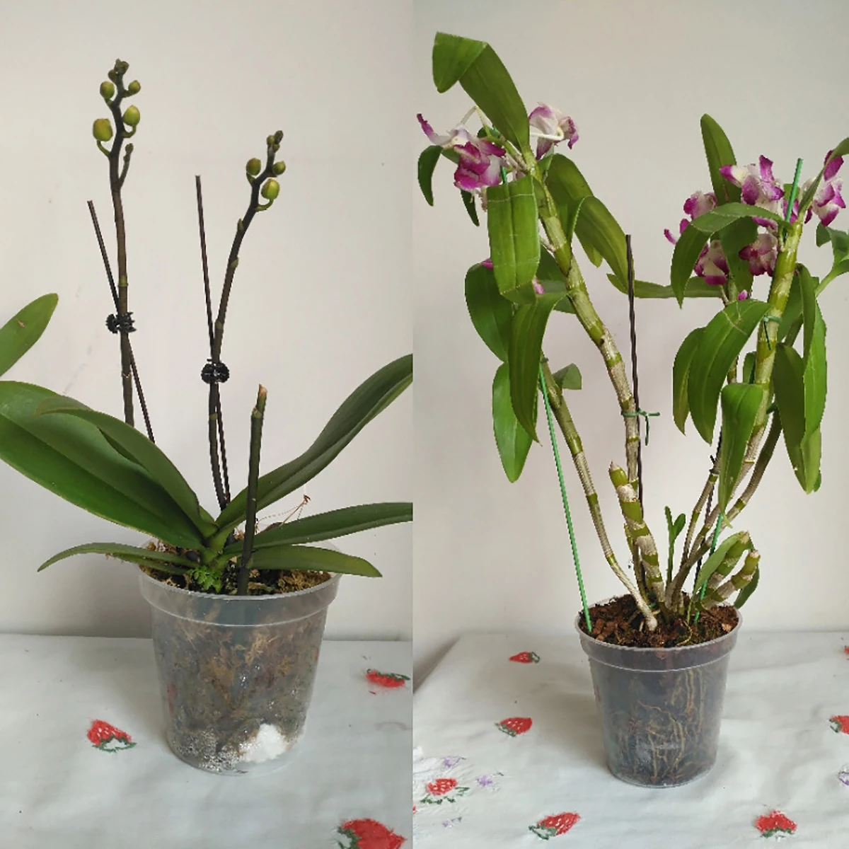 5Pcs 6/7.6/10/13/15cm Clear Round Pot Cultivation Flower Pots Orchid Nursery Planting Breathable Planter Raising Seedling Cup