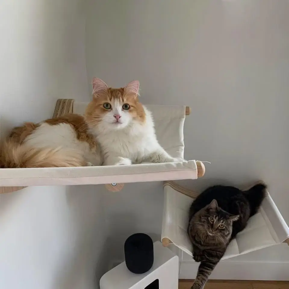 Wooden Cat Tree Tower Cat Wall Furniture Climbing Shelves Perches Sisal Scratcher Hammock Steps and Ladder Indoor Cats Walk Gym
