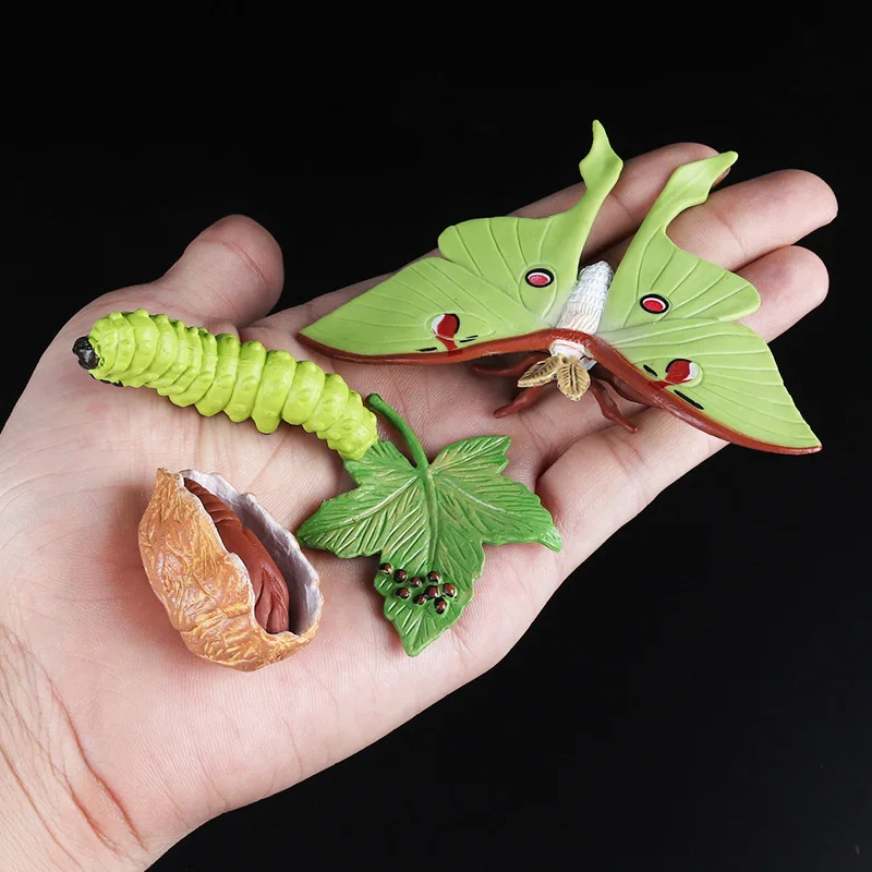 Children Simulation Biology Model Toy Animal Plant Life Growth Cycle Montessori Children Toys Set Teaching Aids Educational Toys