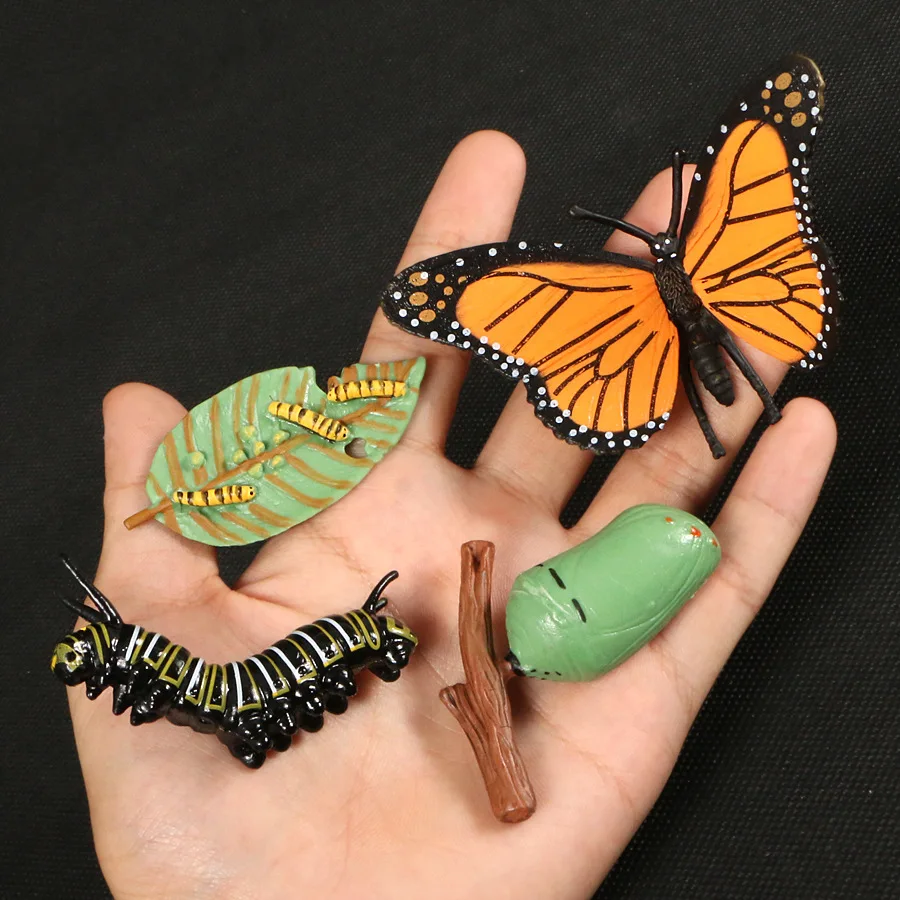 Children Simulation Biology Model Toy Animal Plant Life Growth Cycle Montessori Children Toys Set Teaching Aids Educational Toys