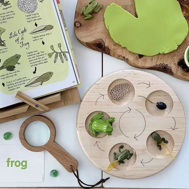 Children Simulation Biology Model Toy Animal Plant Life Growth Cycle Montessori Children Toys Set Teaching Aids Educational Toys