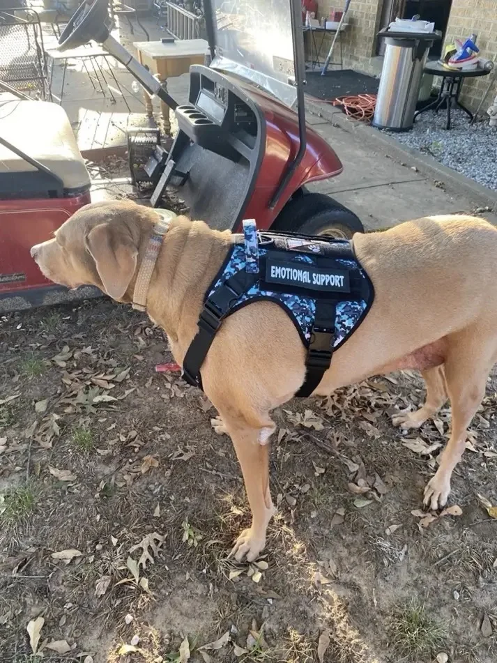 Tactical Dog Harness Adjustable Military Emotional Support Service Dog Vest With Handle & Molle For Medium Large Dogs Easy Contr