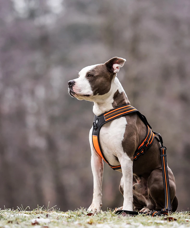 Truelove Non-reflective Walking PU Leather Dog Vest Escape Proof Adjustable Anti Pull Pet Harness Outdoor Clearance Sale TLH5551