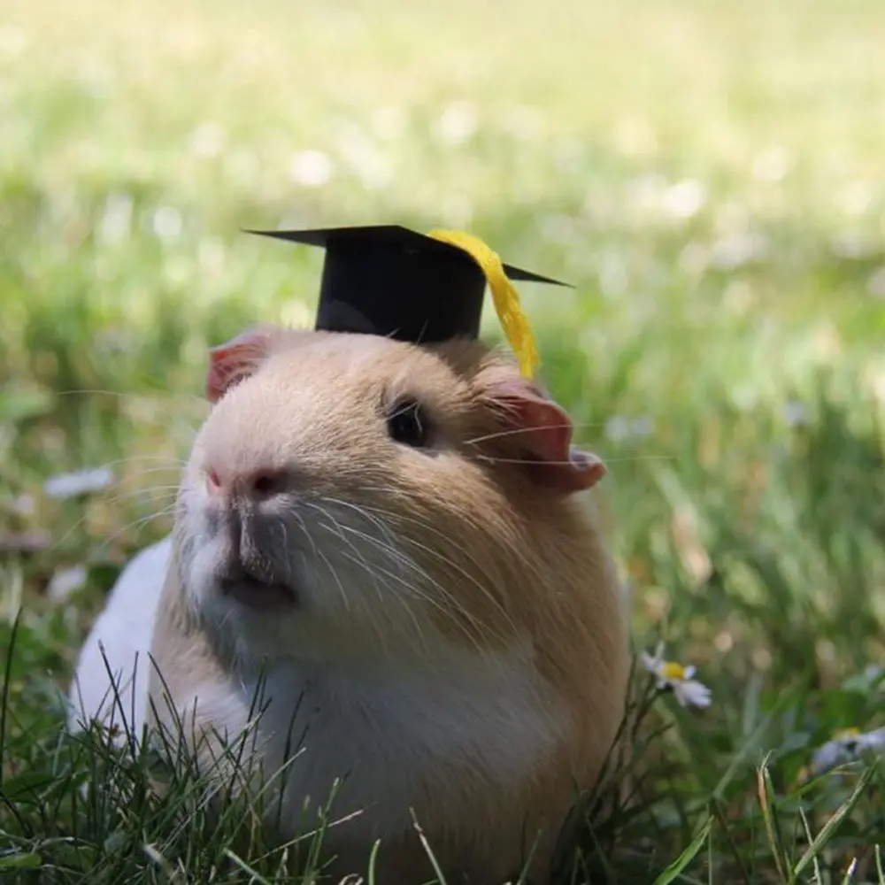 6Pcs Mini Graduation Hat Doctoral Cap Costume Top Hat With Tassels DIY Plush Doll Decor Wine Bottle Decoration