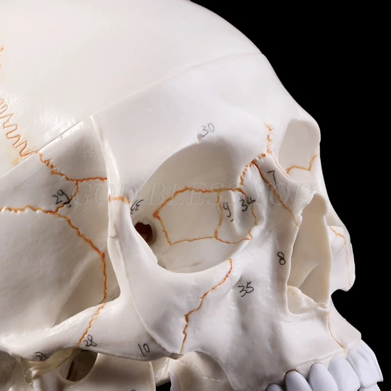 Life Size Human Skull Model Anatomical Anatomy Medical Teaching Skeleton Head Studying Teaching Supplies Drop Shipping