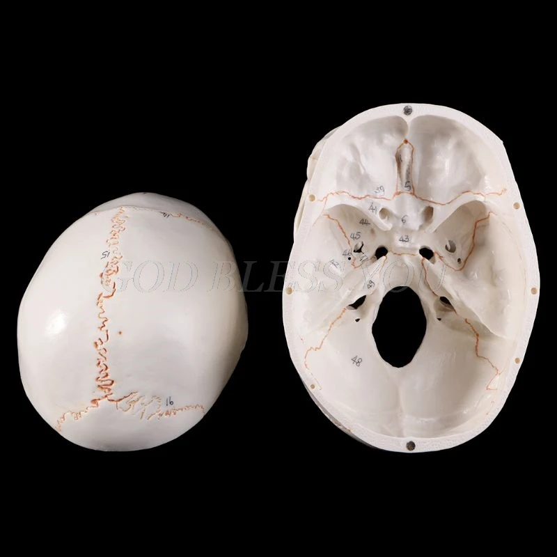 Life Size Human Skull Model Anatomical Anatomy Medical Teaching Skeleton Head Studying Teaching Supplies Drop Shipping