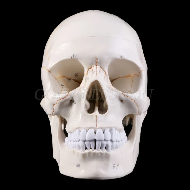 Life Size Human Skull Model Anatomical Anatomy Medical Teaching Skeleton Head Studying Teaching Supplies Drop Shipping
