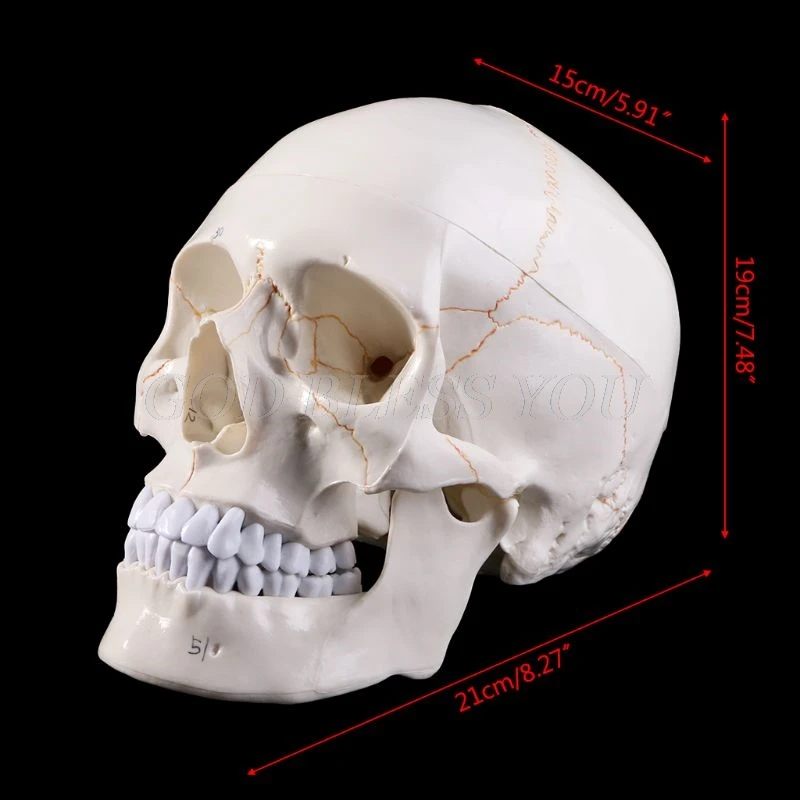 Life Size Human Skull Model Anatomical Anatomy Medical Teaching Skeleton Head Studying Teaching Supplies Drop Shipping