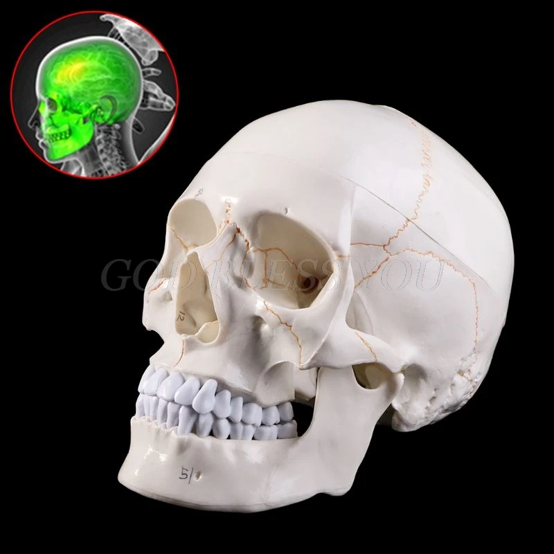 Life Size Human Skull Model Anatomical Anatomy Medical Teaching Skeleton Head Studying Teaching Supplies Drop Shipping