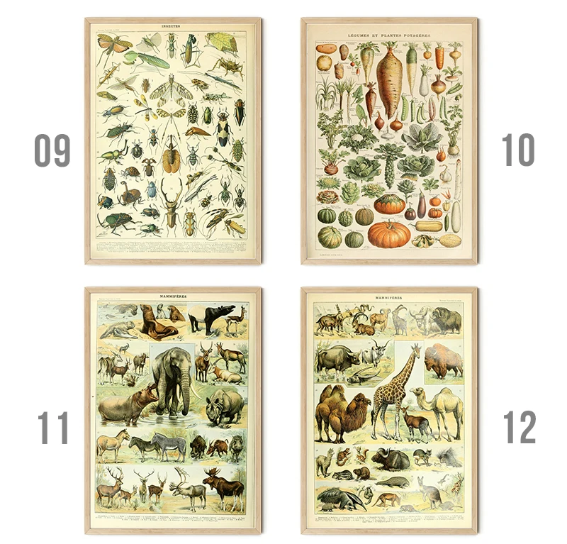 Vintage Palaeobios Botanical Retro Poster Insect Butterfly Mushrooms Canvas Oil Painting Wall Art Prints Wall Picture Home Decor