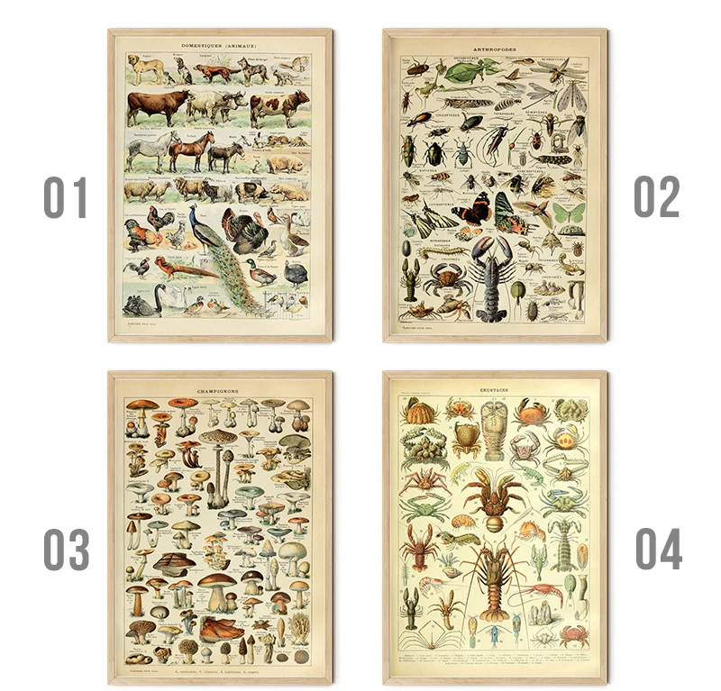Vintage Palaeobios Botanical Retro Poster Insect Butterfly Mushrooms Canvas Oil Painting Wall Art Prints Wall Picture Home Decor