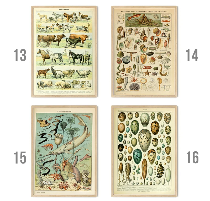 Vintage Palaeobios Botanical Retro Poster Insect Butterfly Mushrooms Canvas Oil Painting Wall Art Prints Wall Picture Home Decor