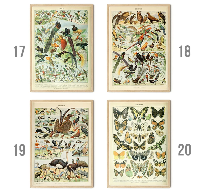 Vintage Palaeobios Botanical Retro Poster Insect Butterfly Mushrooms Canvas Oil Painting Wall Art Prints Wall Picture Home Decor