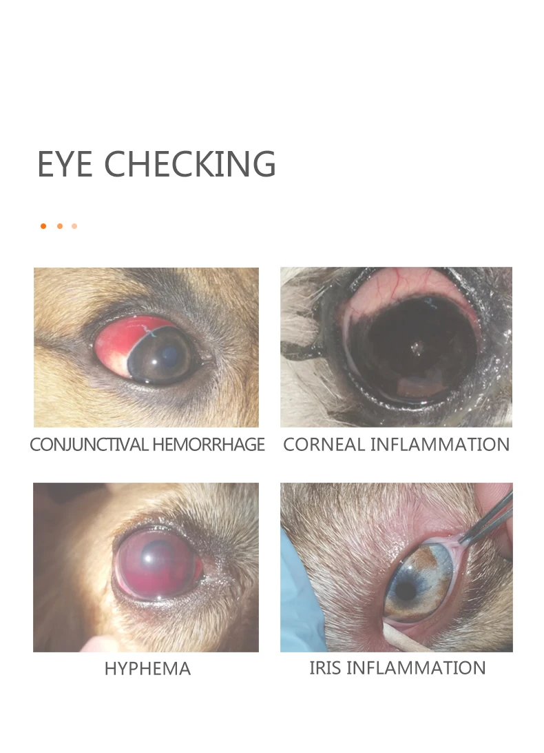 Pet Vet Veterinary Dog Cat Horse Eye Check Cataract Cornea Eyelid Sclera Iris Slitlamp Portable Handheld Slit Lamp Magnifier