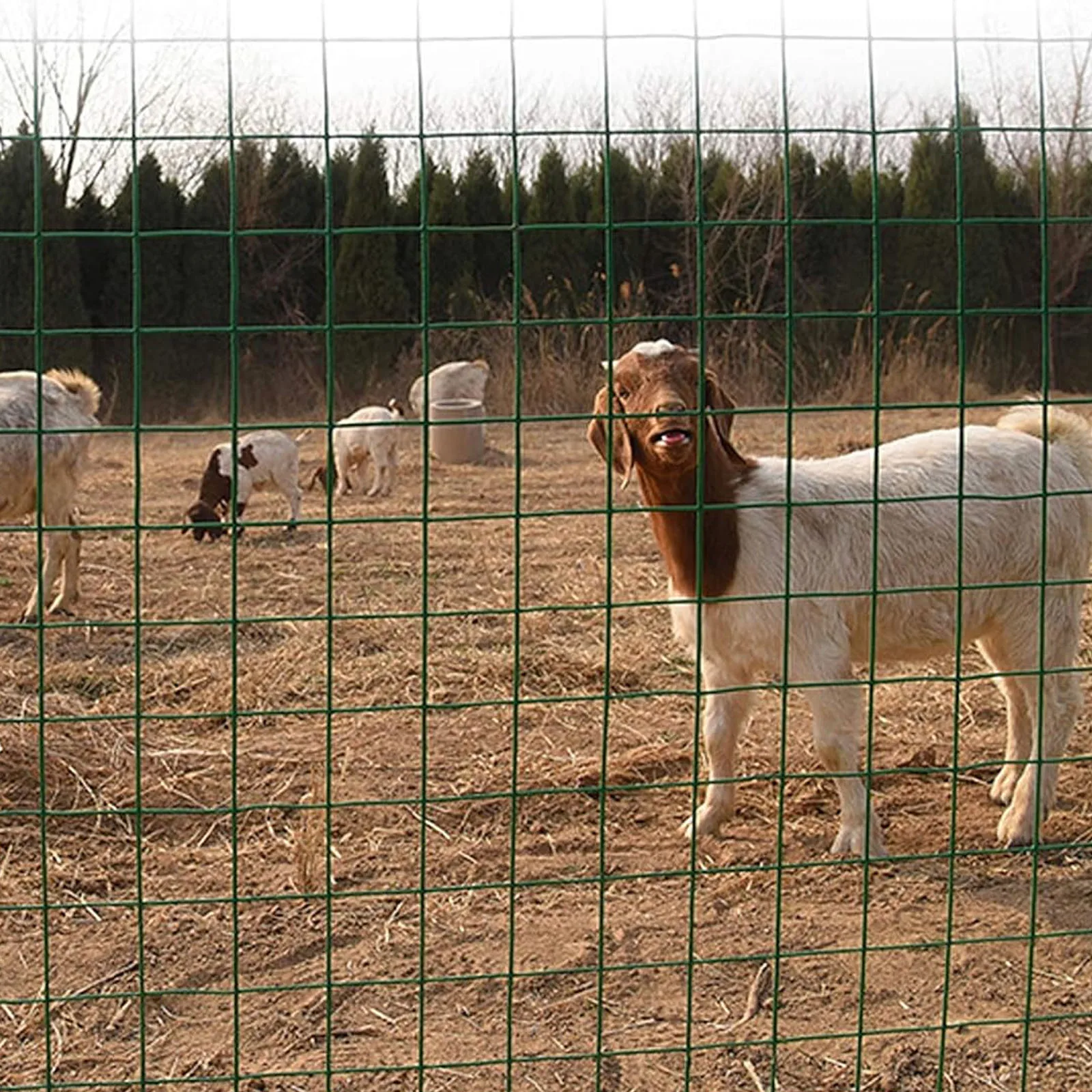 DayPlus PVC Wire Mesh, Galvanized Steel Green Coating Metal Wire Mesh for Chicken Coop Barrier Poultry Enclosures Garden Fence