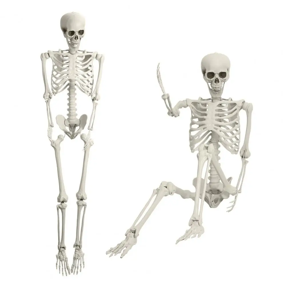 165cm Plastic Skeleton Life Size Imitation Full Body Realistic Bones With Posable Joints Pirate Styling Halloween Pose Decor
