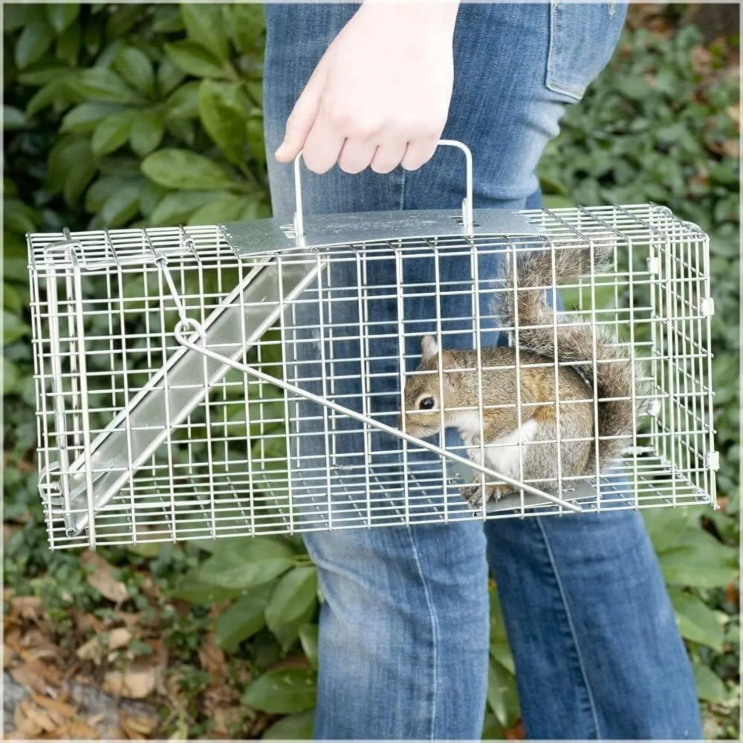 Humane Rat Trap Live Mouse Cage Trap,Galvanized Metal Rabbit Trap,Robust and Bite Resistant,for Indoors and Outdoors,in Gardens