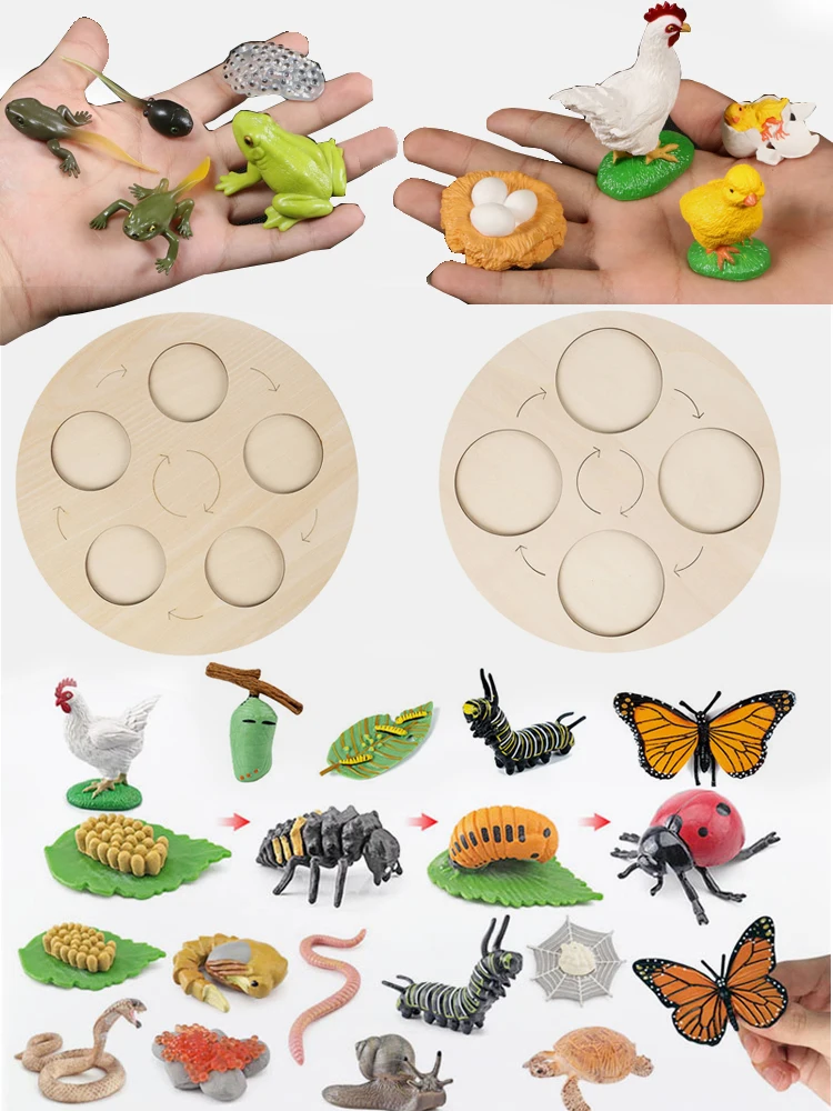 Montessori Wooden Lifelike Insect Animal Life Cycle Board Teaching Plant Animals Growth Cycle Model Set Preschool Cognitive Toy
