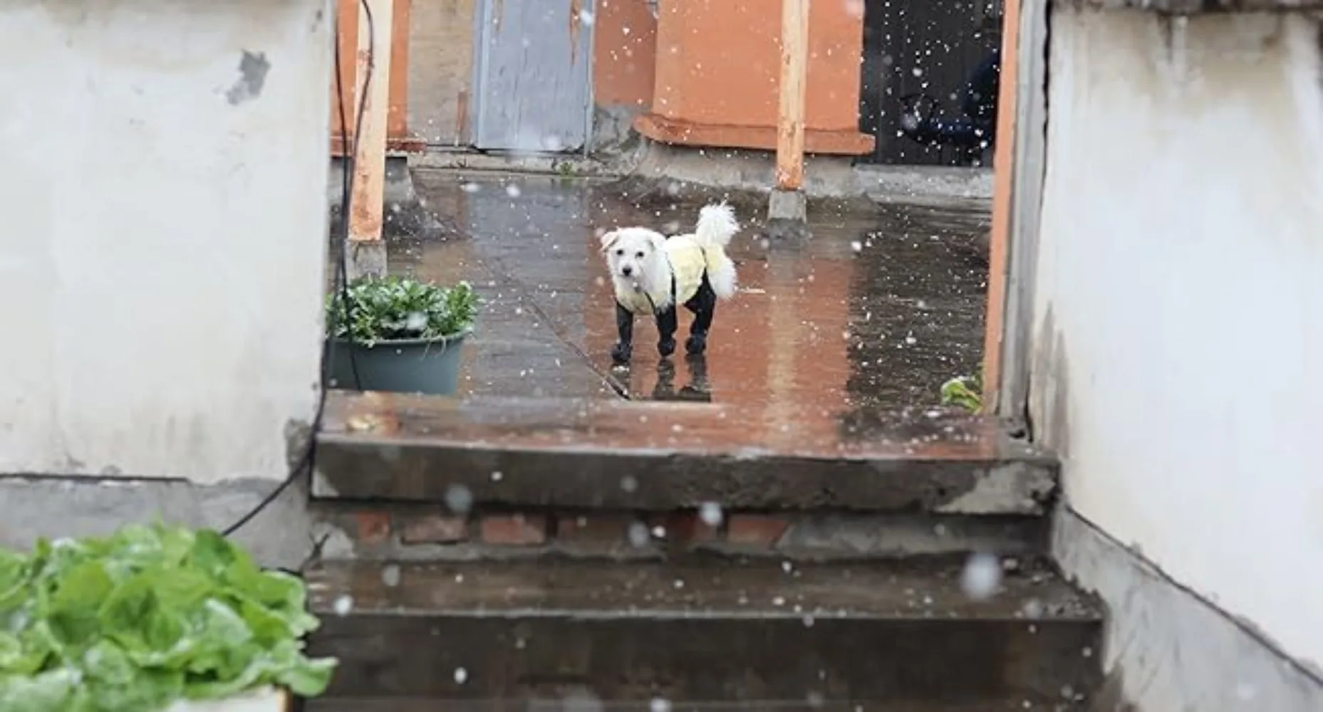 Anti-Slip Dog Shoes Pet Paw Dog Rain Booties Dirty-proof Anti-fall Dog Outdoor Suspender Sock Shoes Winter Waterproof Dog Boots